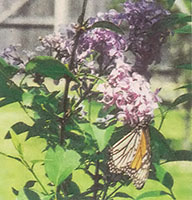 
"Our butterflies absolutely love the lilac bushes come springtime. We can always count on quite a show."—Sue Papenthien
